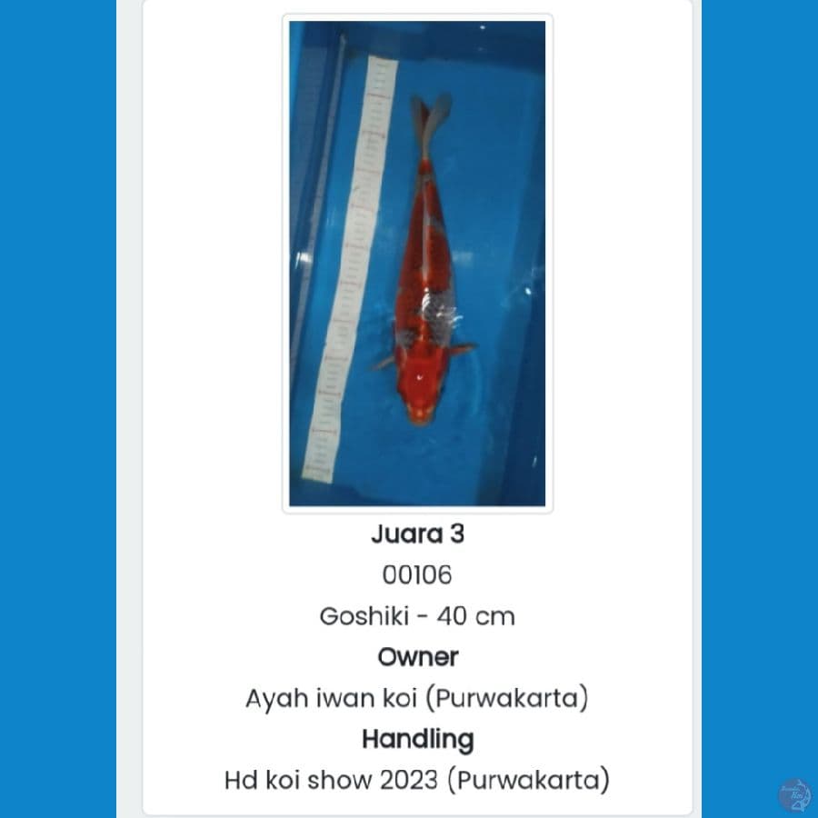 Goshiki Juara 3 Sumedang 40 cm