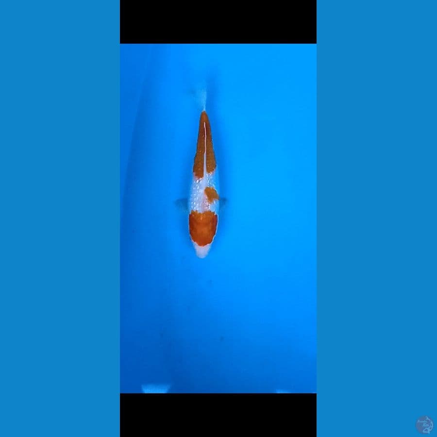 kohaku blink"