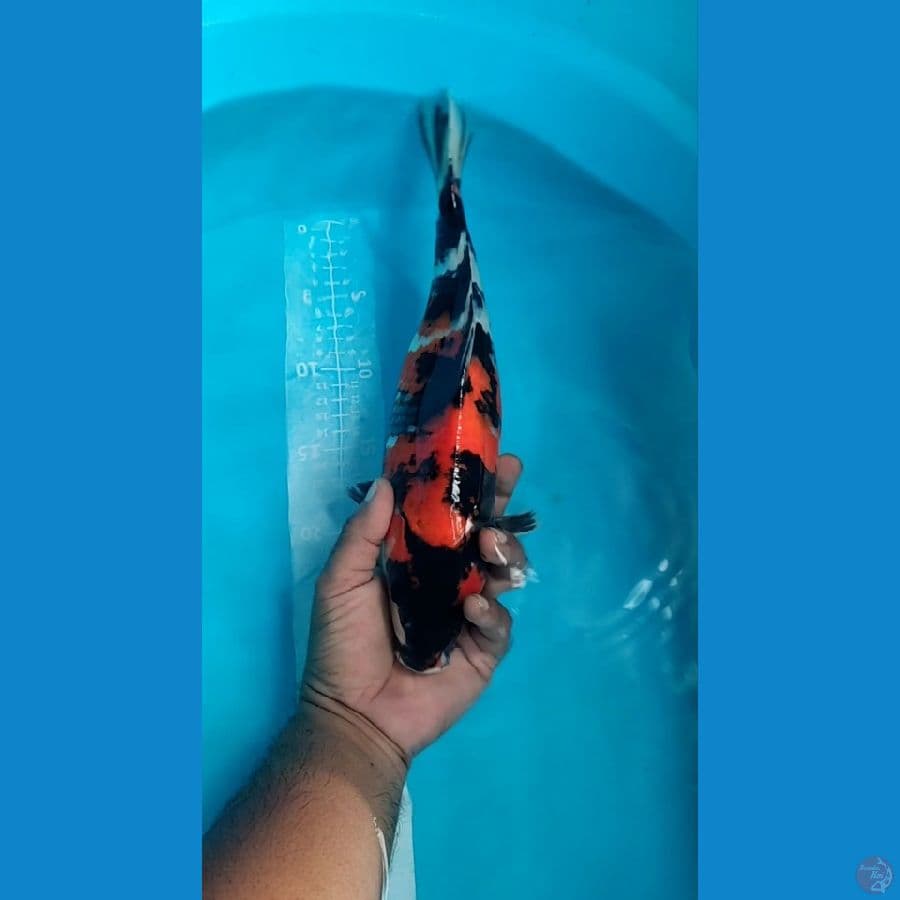 Showa 35cm Female