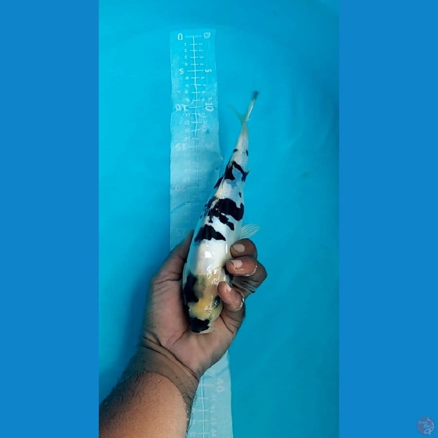 DOITSU Shiro 25cm Hitam Pekat