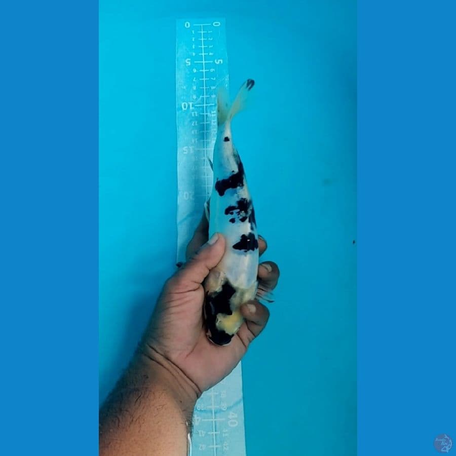 DOITSU Shiro 25cm Hitam Pekat