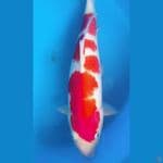 kohaku male 42cm show quality 