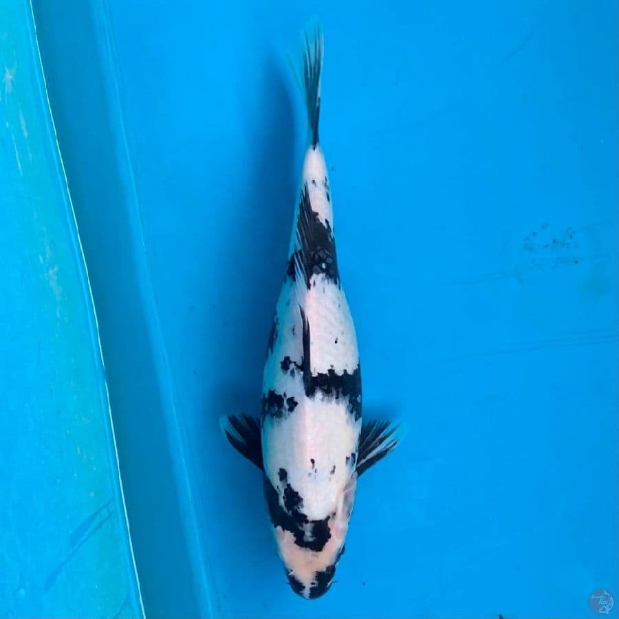 shiro 