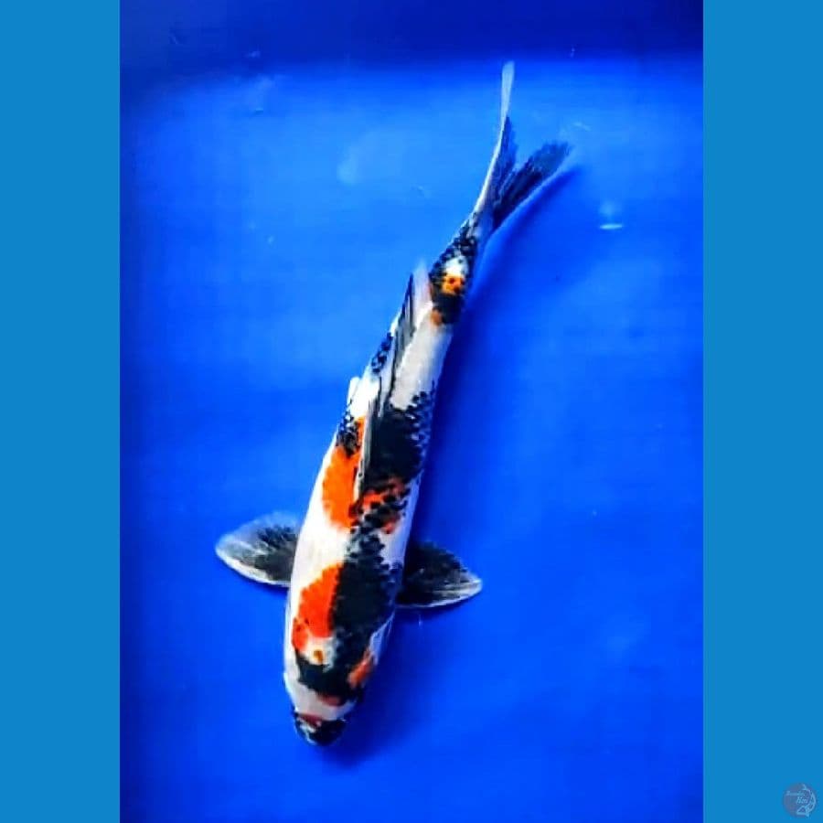 Kindai Showa M40