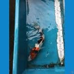 SHOWA SHANSHOKU 32CM