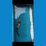 Tancho showa doit 25cm