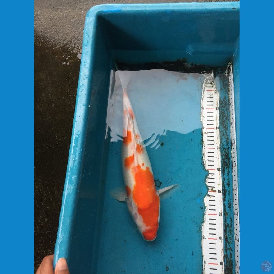 KOHAKU JUMBO 43CM