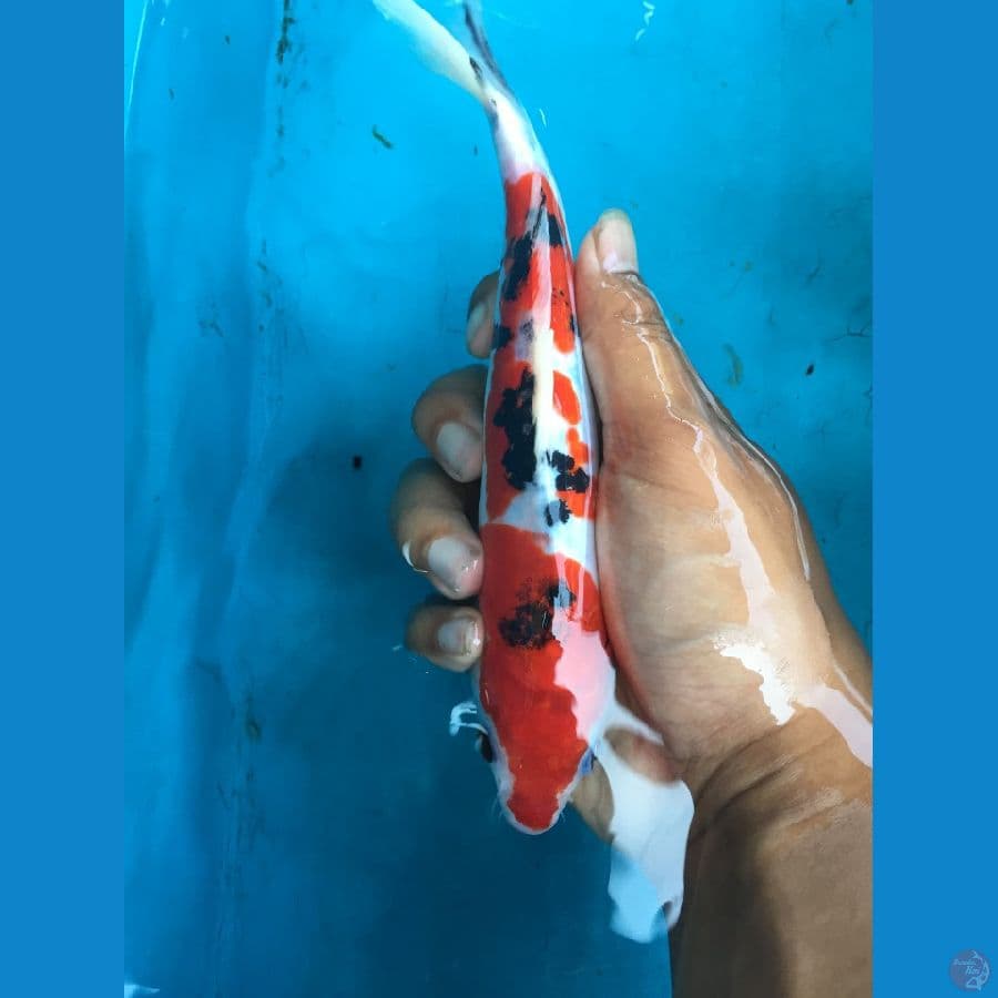 SANKE DOITSU SQ 23CM RED STRONG