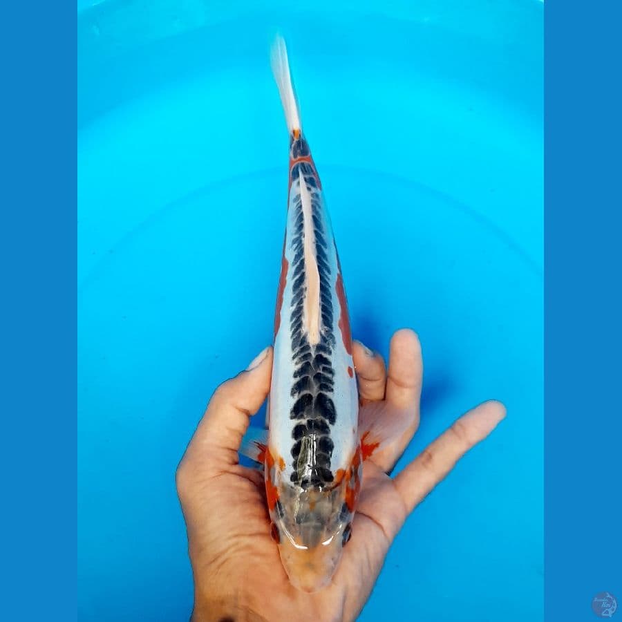 shusui 25cm