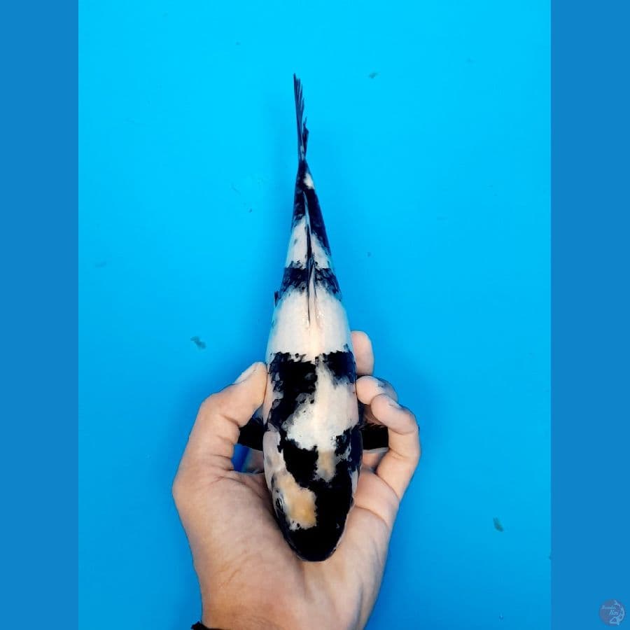 shiro 25cm