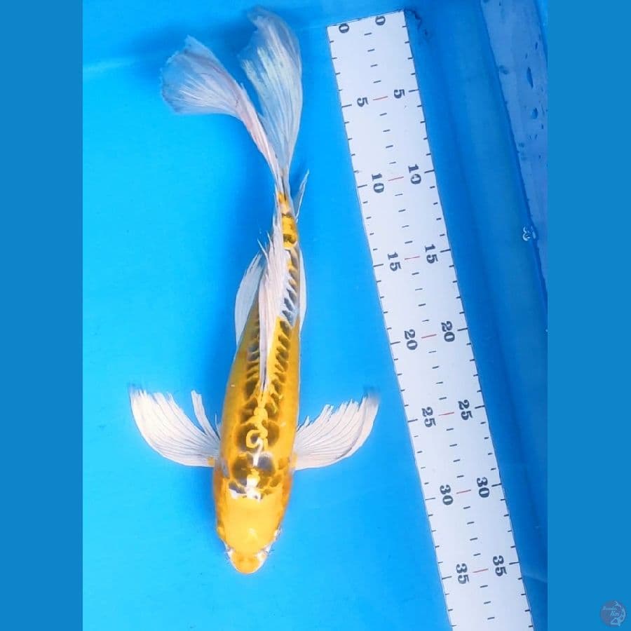 kumpay yellow kiko 34cm male