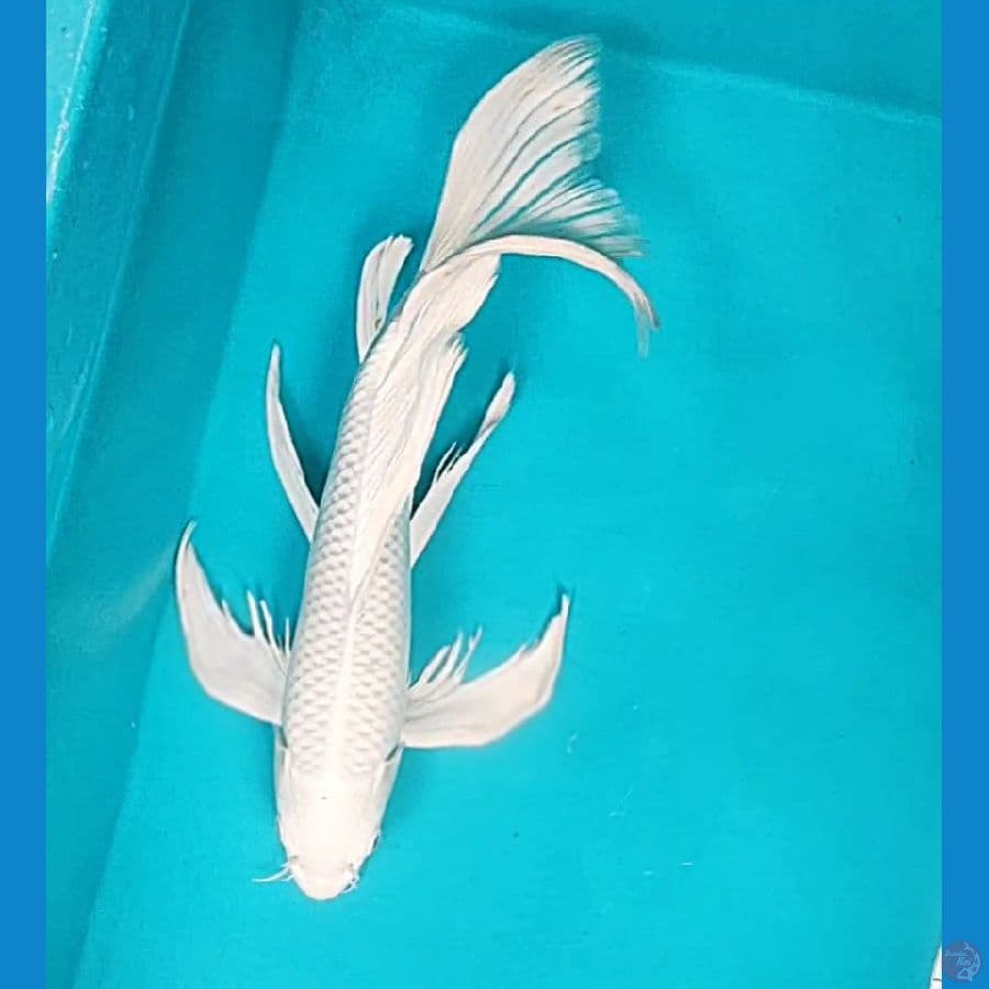 kumpay platinum 33cm male