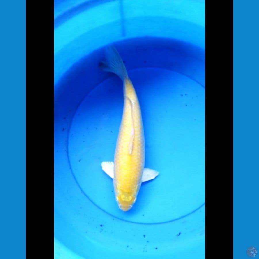 Karashi red eye 37 cm bulky