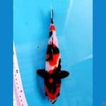 SHOWA 28 CM 