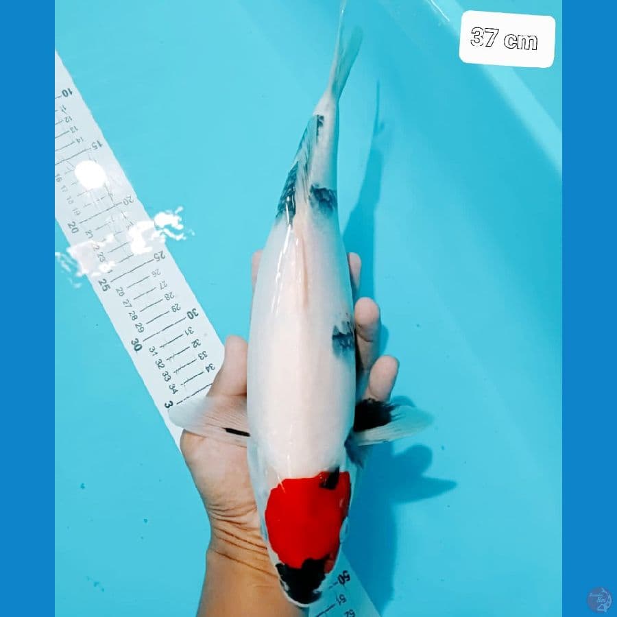*TANCHO SHOWA// 37 CM*