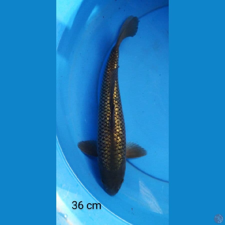 black diamond full ginrin 36 cm
