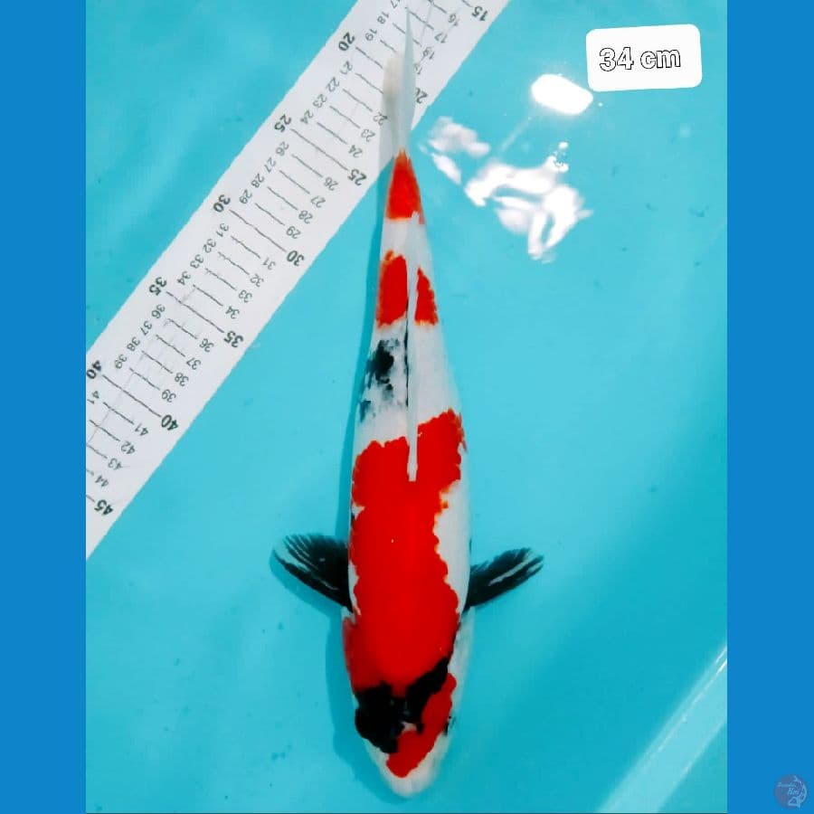 *SHOWA// 34 CM*