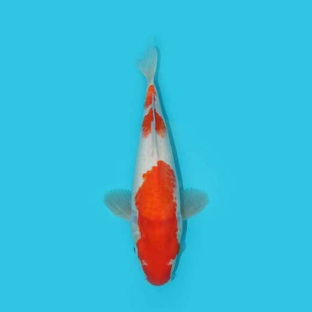 29 CM - KOHAKU