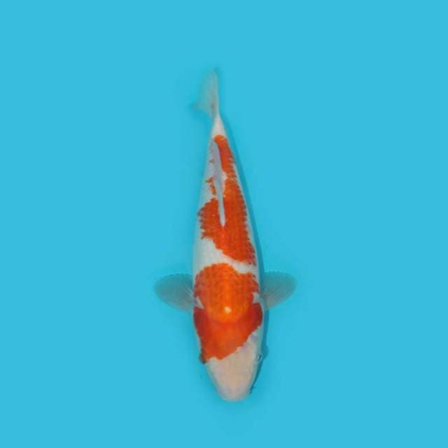 29 CM - KOHAKU