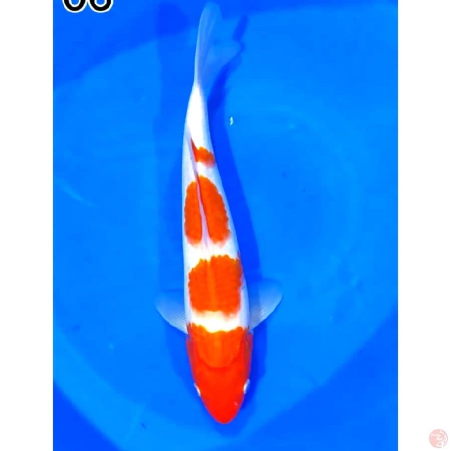 AKF kohaku 4 step 35cm