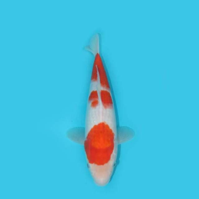 30 CM - KOHAKU
