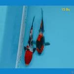 showa ginrin 15 bu