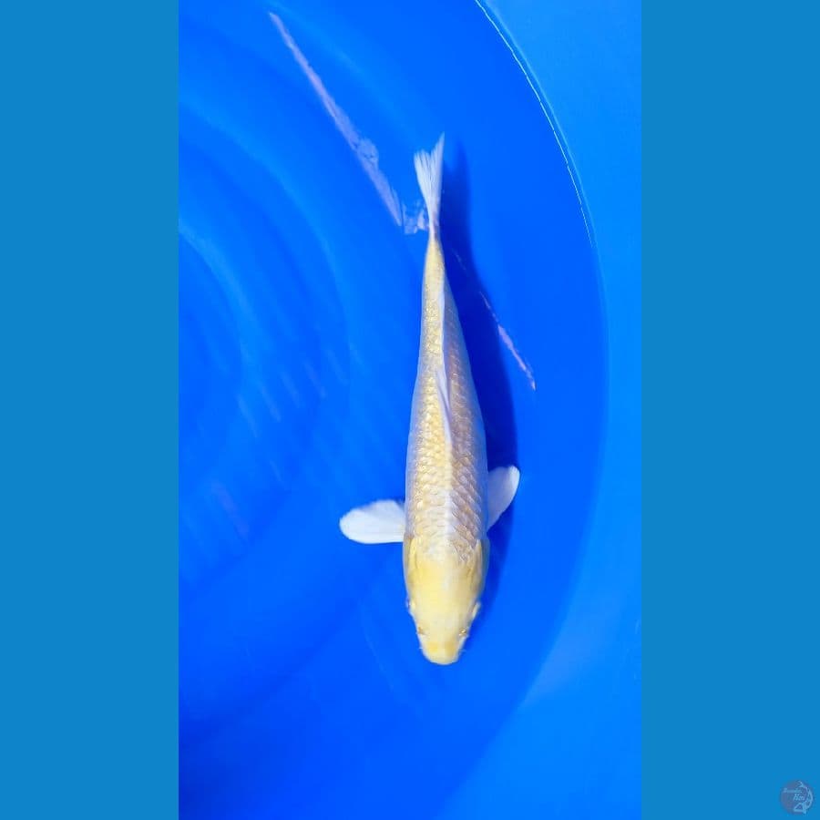 Yamabuki Ginrin M 37Cm