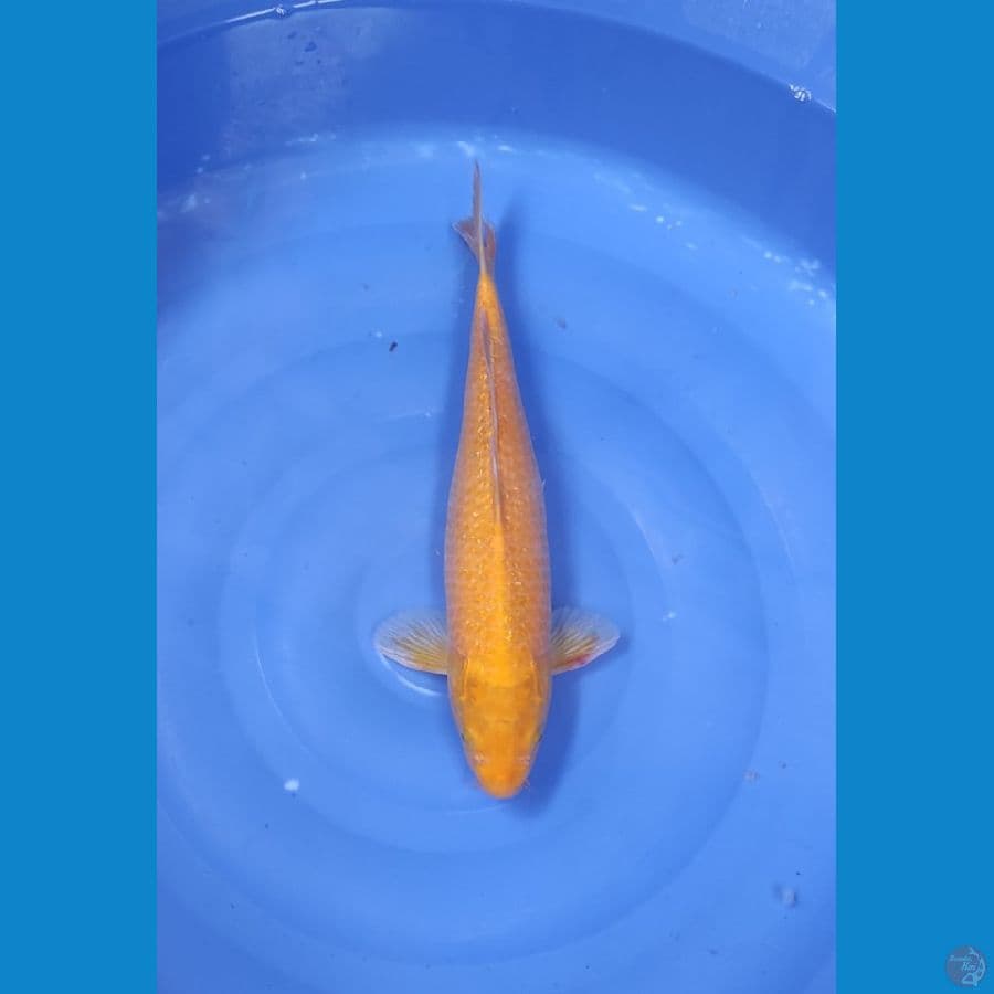 42 CM ~ KARASHI