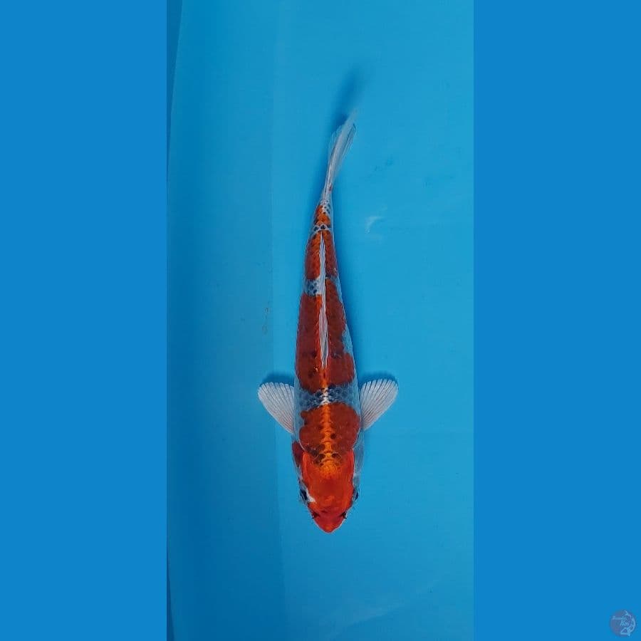 kujaku 23 cm