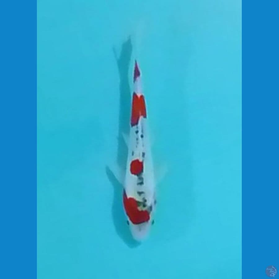 Doitsu Goshiki 25cm
