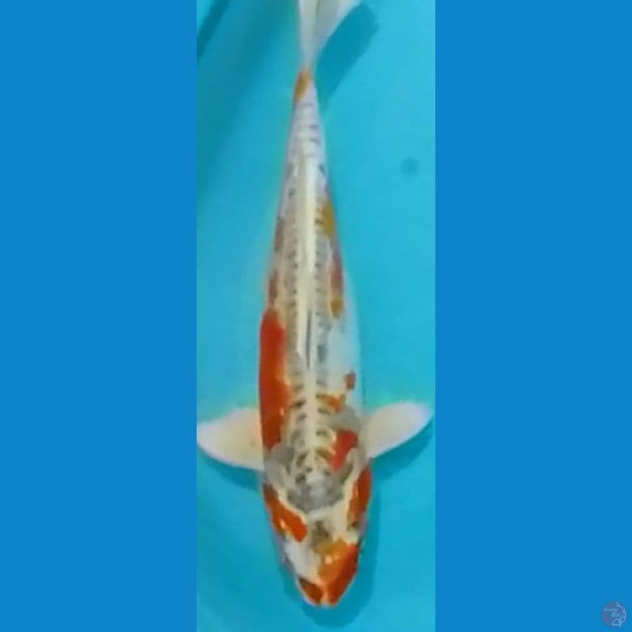 37cm Doitsu Kujaku (F)