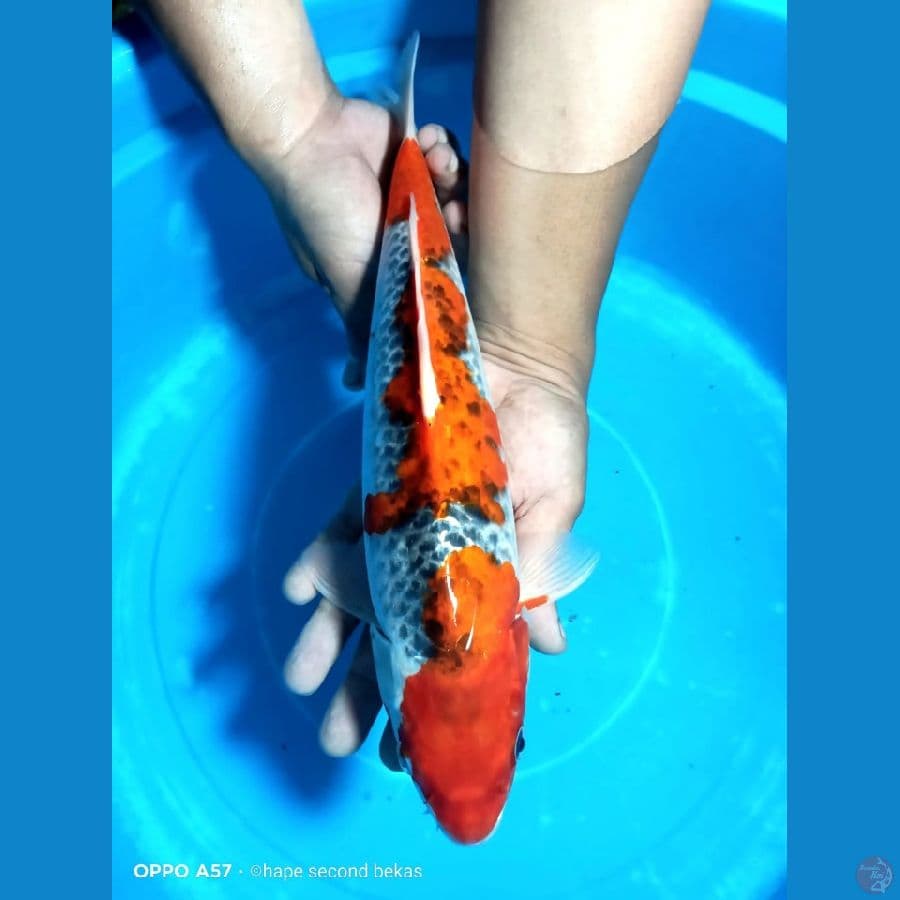 GOSIKI 35CM