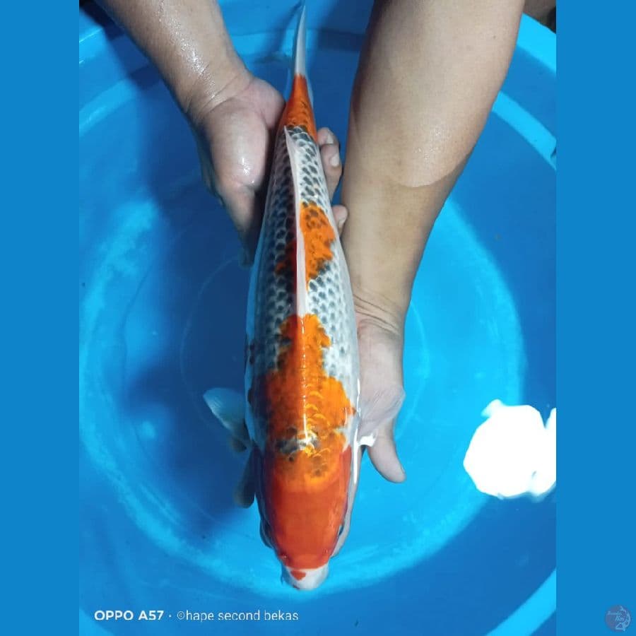 GOSIKI 41CM