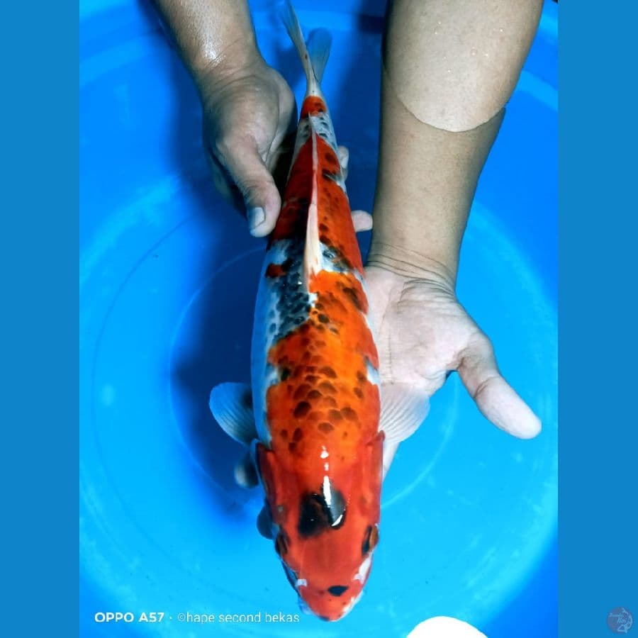 GOSIKI 38CM