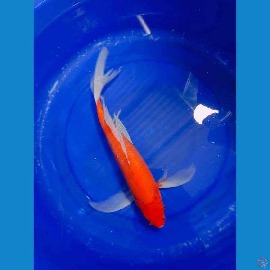 BENIGOI SLAYER 35CM