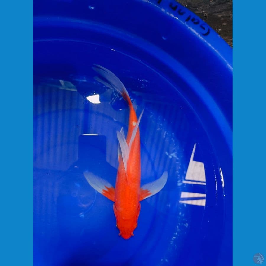 BENIGOI SLAYER 33CM
