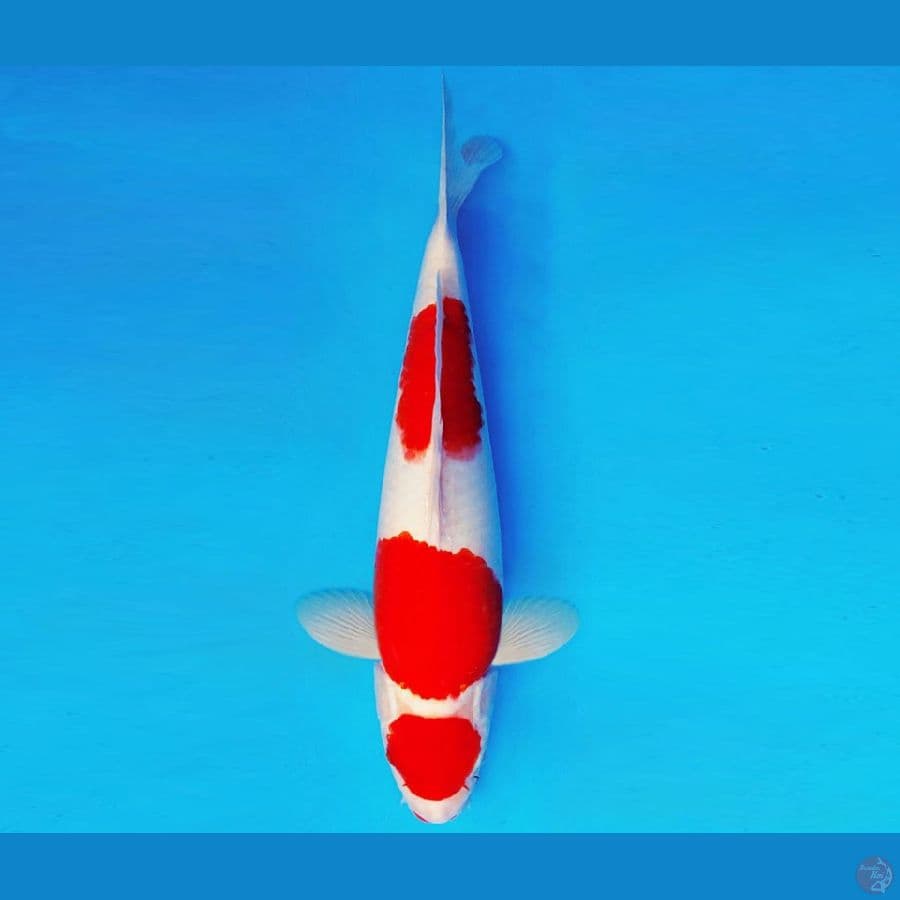HATORI HANZO 1 ~ KOHAKU 38 cm/male ™