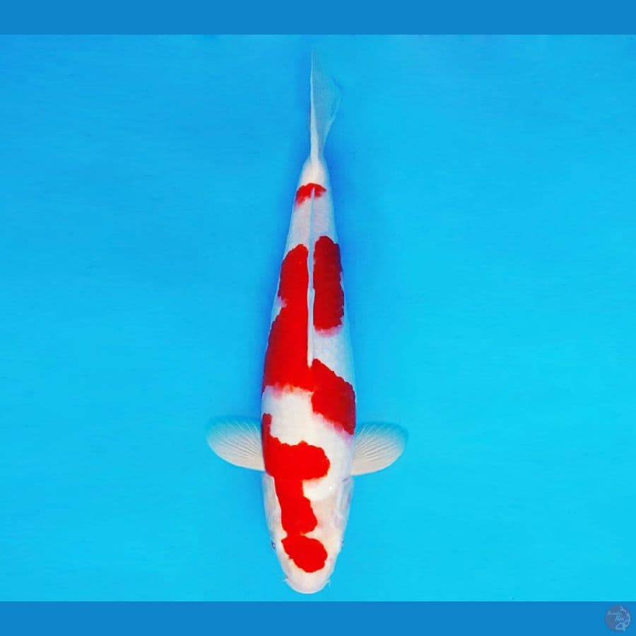 HATORI HANZO 6 - KOHAKU 36 cm/male ™