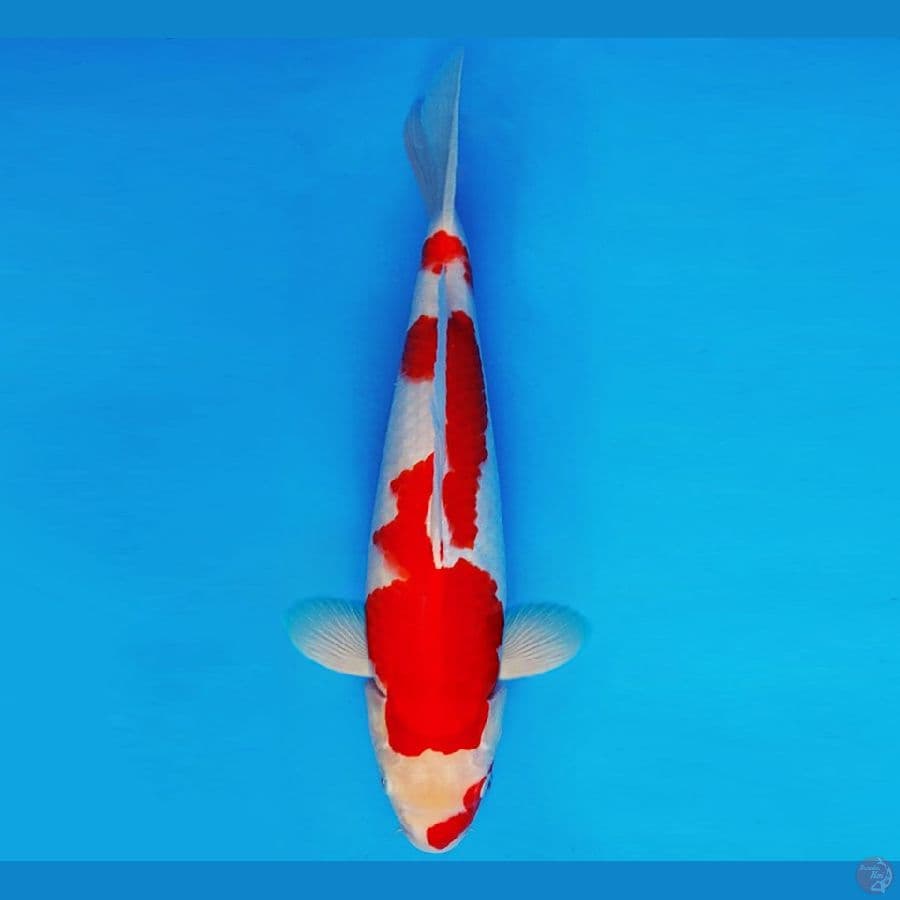 HATORI HANZO 12 ~ KOHAKU 37 cm/male ™
