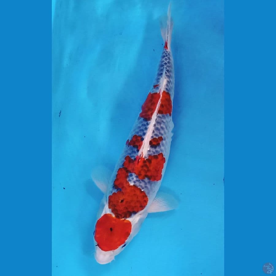 40cm maruten ghosiki sq