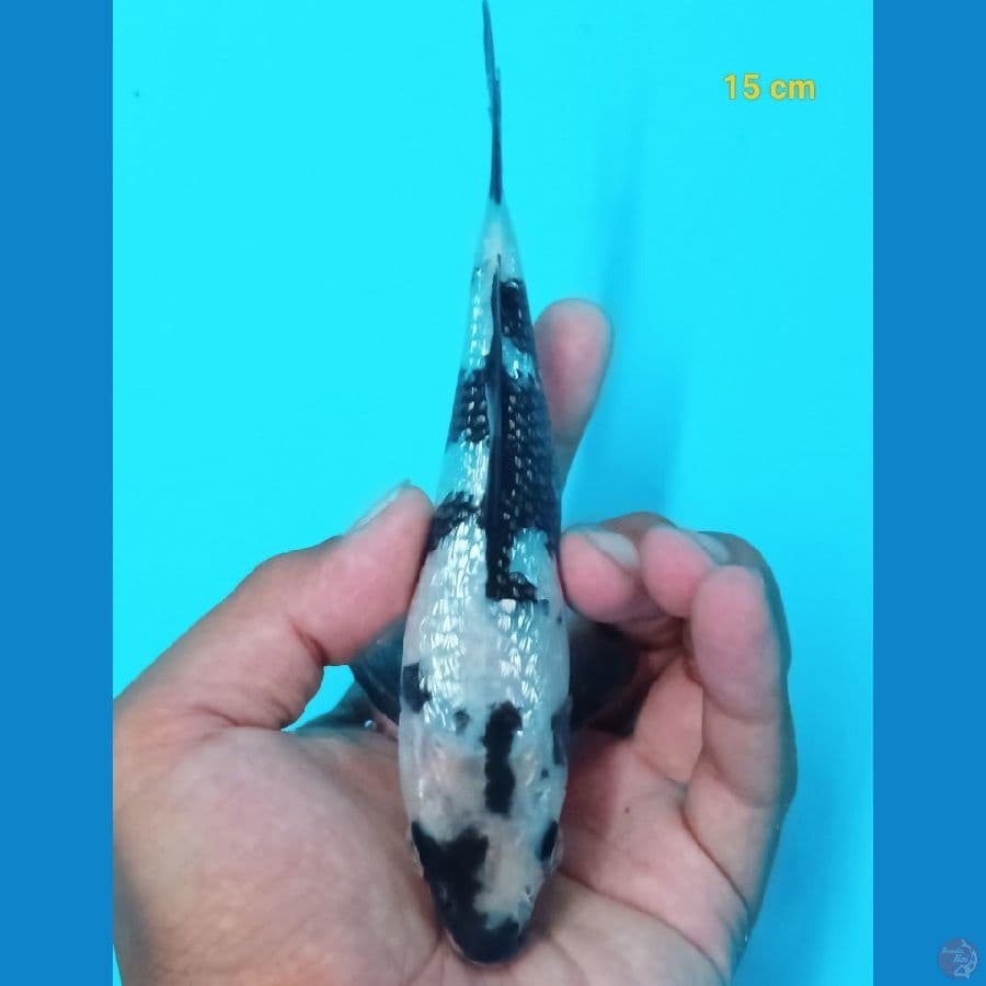 SQ shiro 15 cm