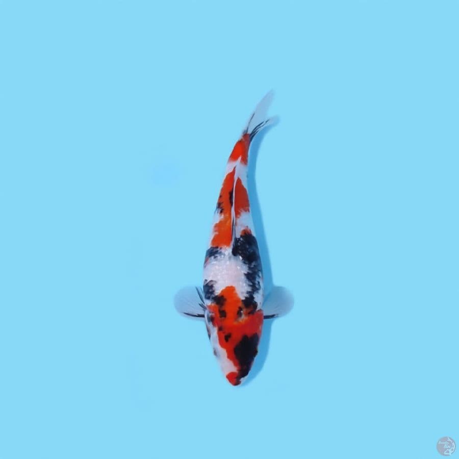 SHOWA 27 CM - MALE
