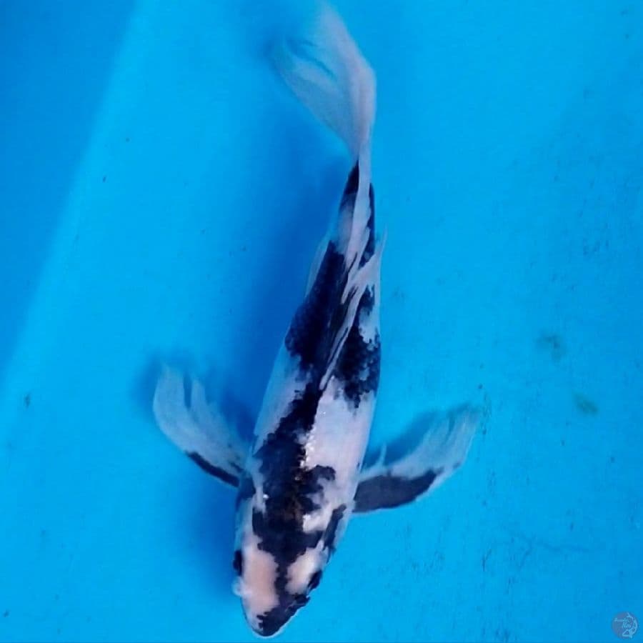 KUMPAY SHIRO PETIR 32 CM