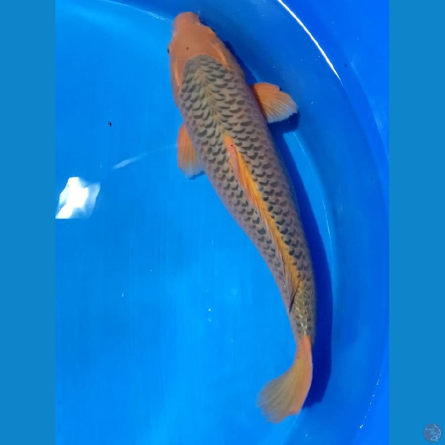 KAWARIMONO 52 cm male