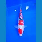 DOITSU SANKE 26 CM KUALITAS BAGUS 
