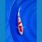 Kohaku 27cm