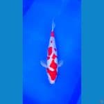 DOITSU KOHAKU 28 CM KUALITAS BAGUS 