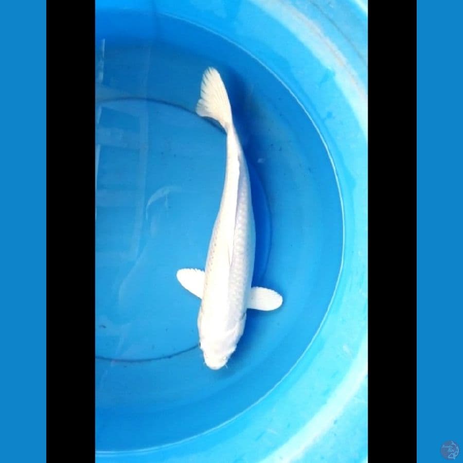 Platinum putih bersih 37 cm