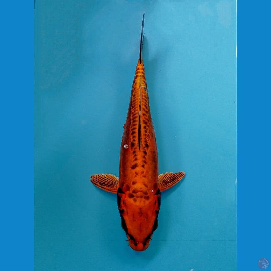 kikokuryu 28 cm
