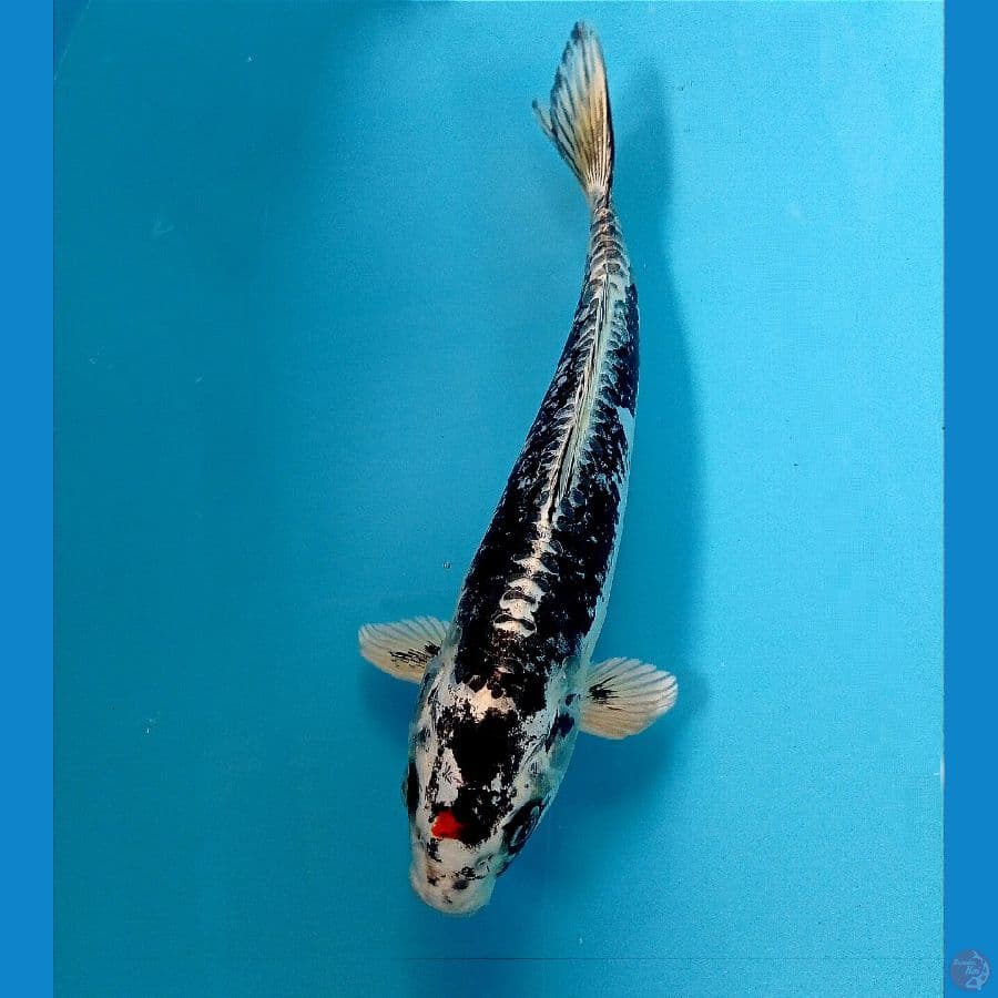 kikokuryu 26 cm